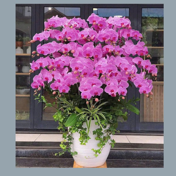 Chậu hoa lan hồ điệp - 135